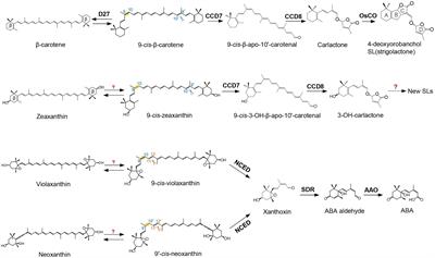 Exploring the Diversity and Regulation of Apocarotenoid Metabolic Pathways in Plants